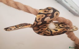 Python Snake reptiles for sale: Pastel royal python  - Image 3