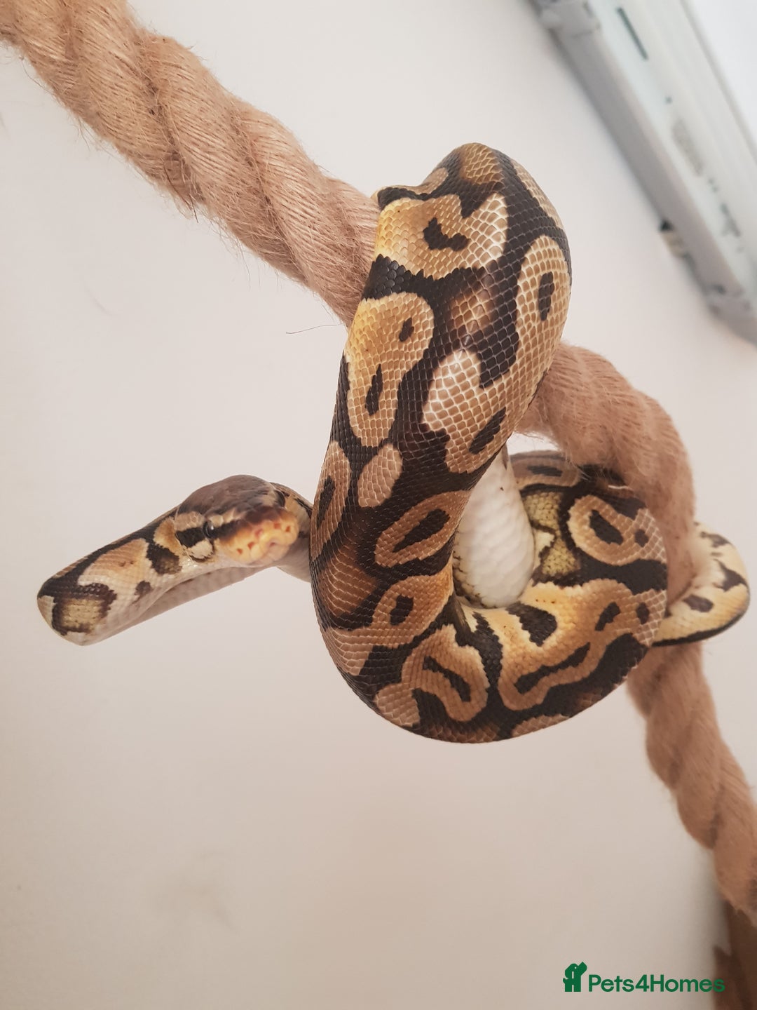 Python Snake reptiles for sale: Pastel royal python  - Image 3