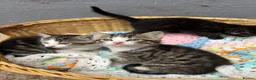 Mixed Breed cats for sale: 3 Kittens for sale  - Advert 6