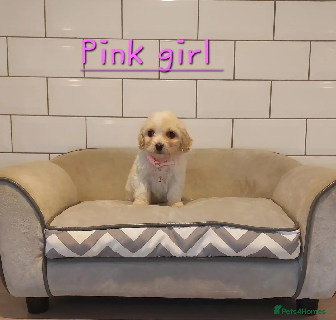 Cavachon dogs for sale: Beautiful Cavachon puppies 💕 - Advert 3