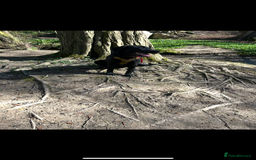 Labrador Retriever dogs for sale: 1 year old male labrador (Goose)  - Image 5