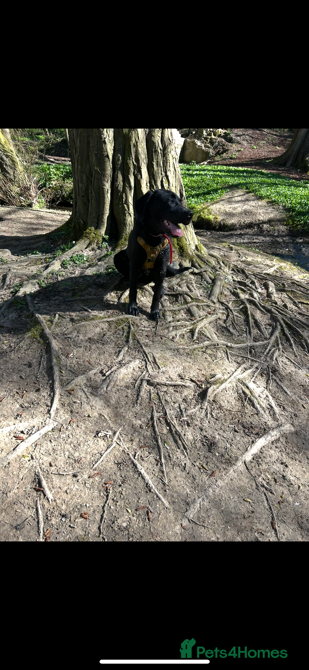 Labrador Retriever dogs for sale: 1 year old male labrador (Goose)  - Image 5