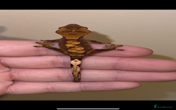 Gecko reptiles for sale: Baby crested geckos available  - Image 3