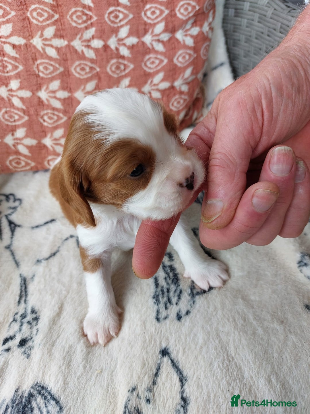 Cavalier King Charles Spaniel dogs for sale: Outstanding Cavalier King Charles Puppies  - Image 15