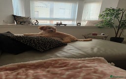 Cavachon dogs for sale: Maddie 8 months - Image 5