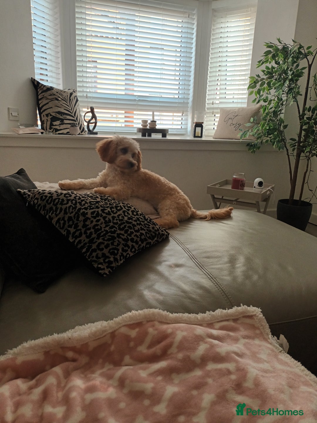 Cavachon dogs for sale: Maddie 8 months - Image 5