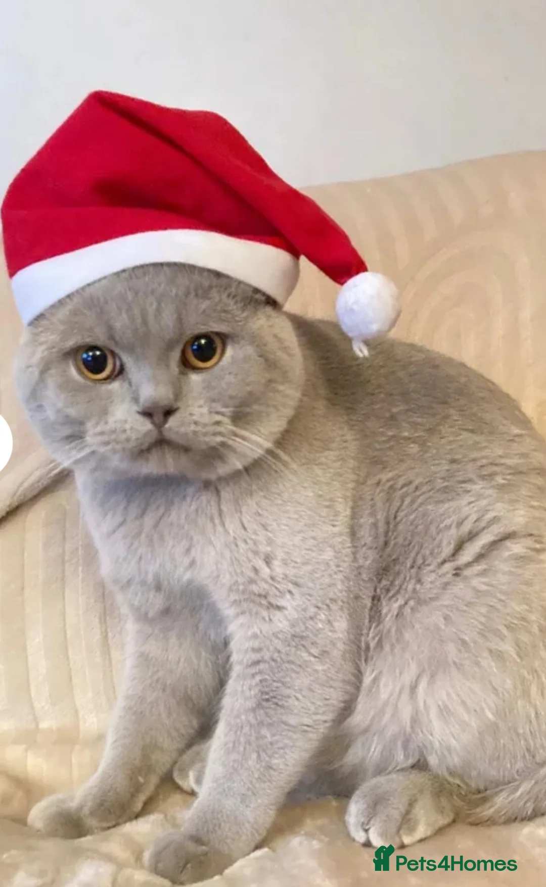 British Shorthair cats for sale: Liliac BSH male NEED GONE ASAP - Advert 4