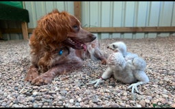 Brittany Spaniel dogs for sale: Brittany puppies for sale  - Image 32