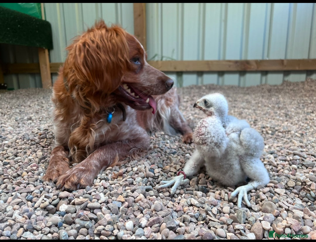 Brittany Spaniel dogs for sale: Brittany puppies for sale  - Image 32