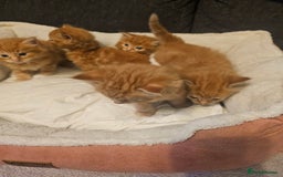 Maine Coon cats for sale: Maine Coone  - Image 9