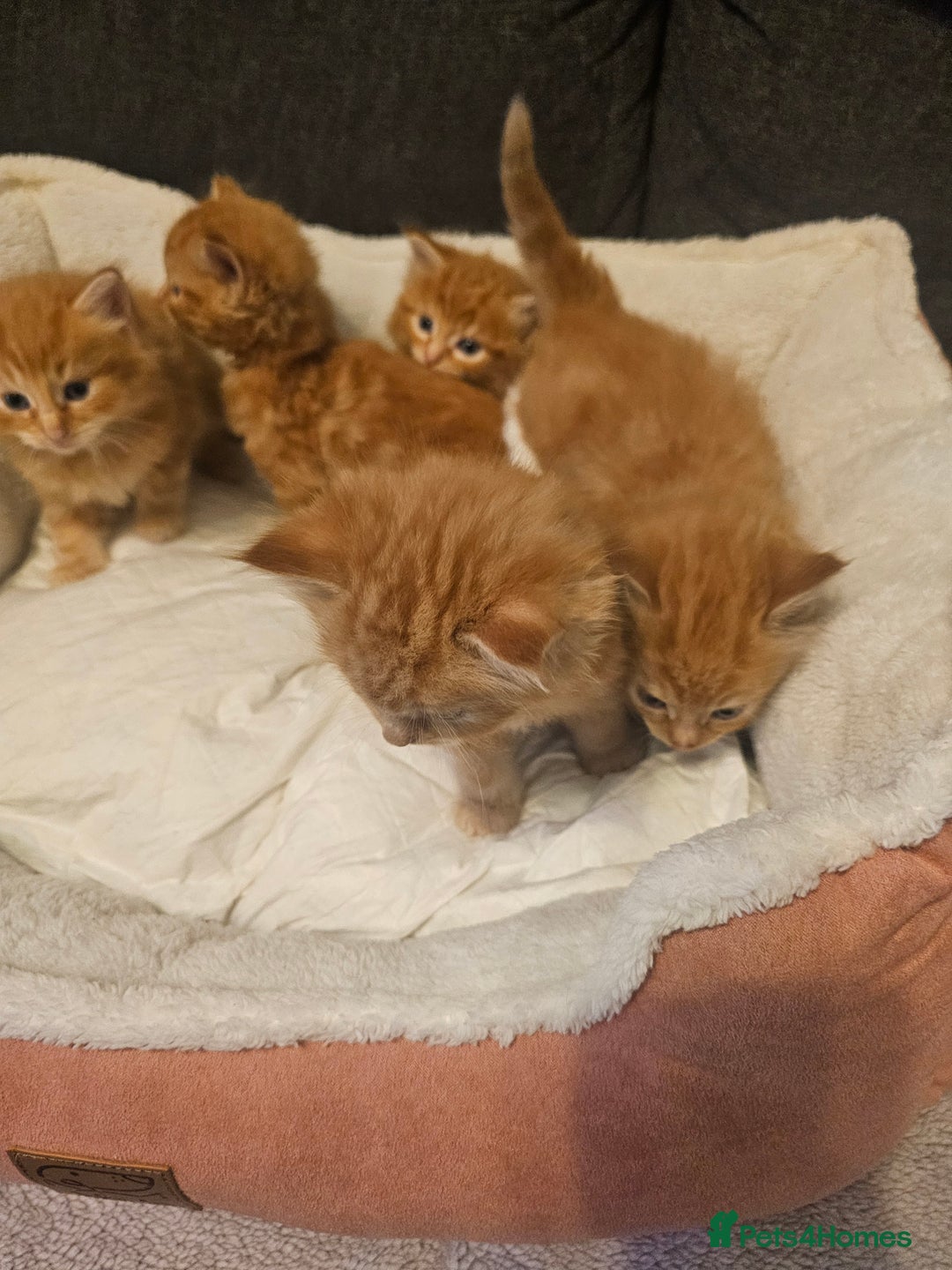 Maine Coon cats for sale: Maine Coone  - Image 9