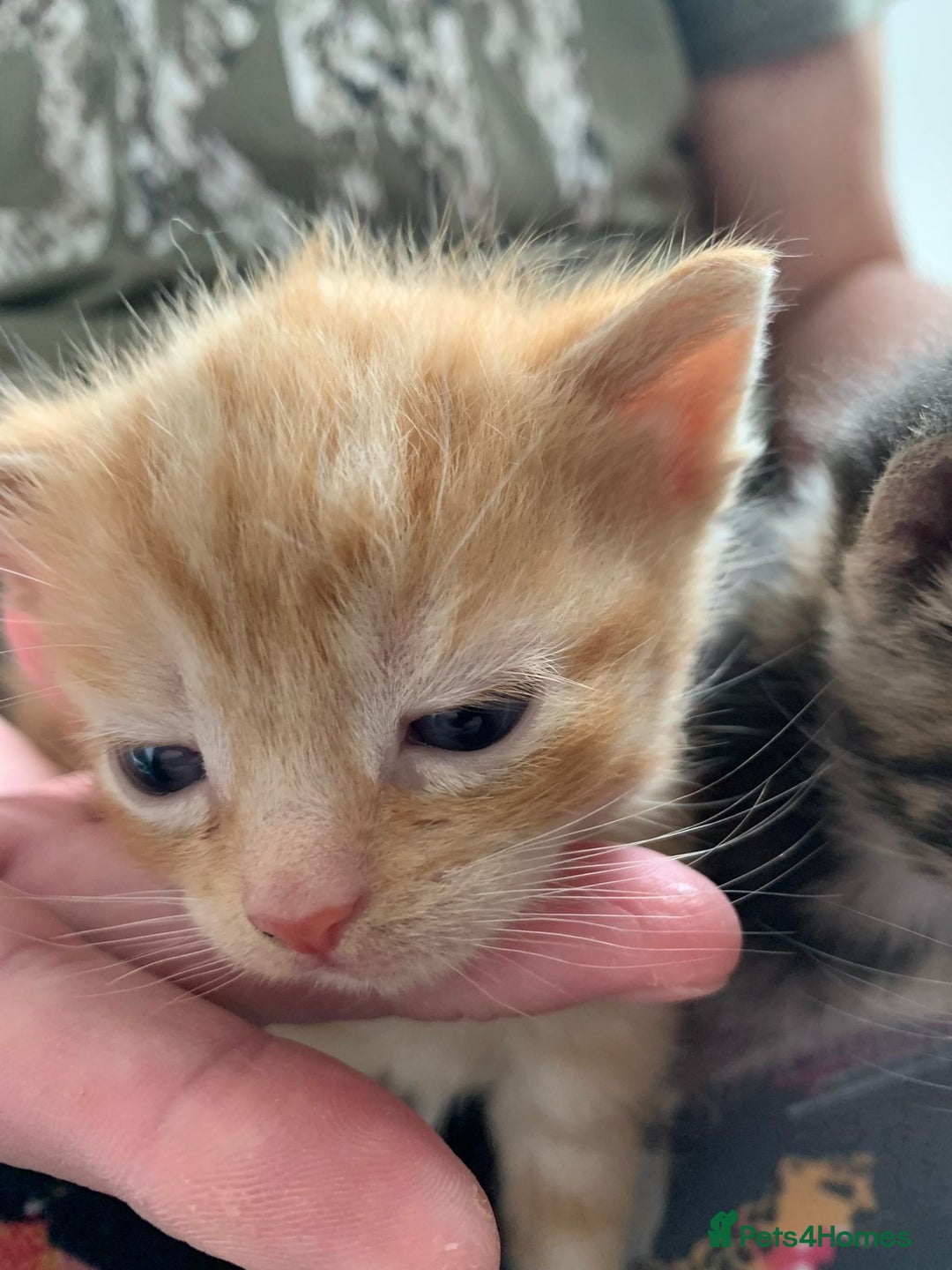Domestic Shorthair cats for sale: 2 beautiful, playful kittens for sale  - Image 4
