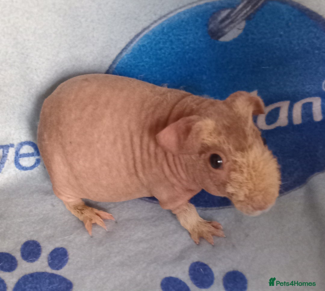 Guinea Pig rodents for sale: Skinnys Werewolfs & Lakelands Available Ready Now - Image 2