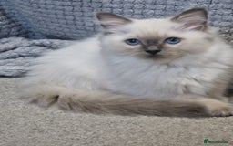 Ragdoll cats for sale: Stunning Pure Ragdoll Kittens - Vax and chipped  - Image 9