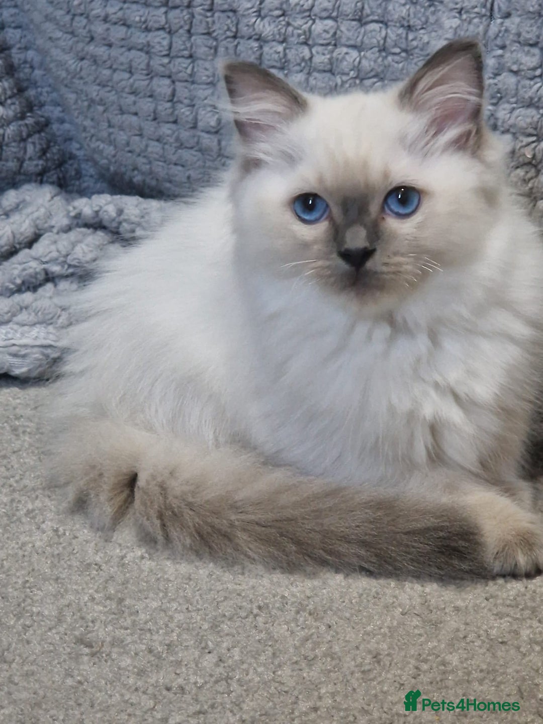 Ragdoll cats for sale: Stunning Pure Ragdoll Kittens - Vax and chipped  - Image 9