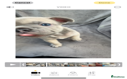 French Bulldog dogs for sale: French Bulldogs - Image 9