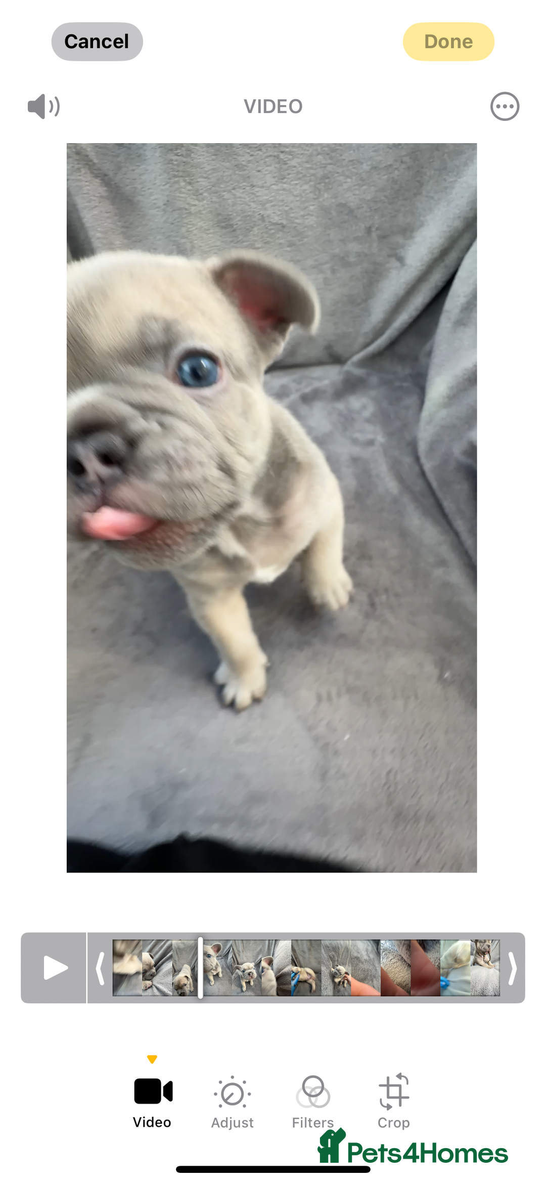 French Bulldog dogs for sale: French Bulldogs - Image 9