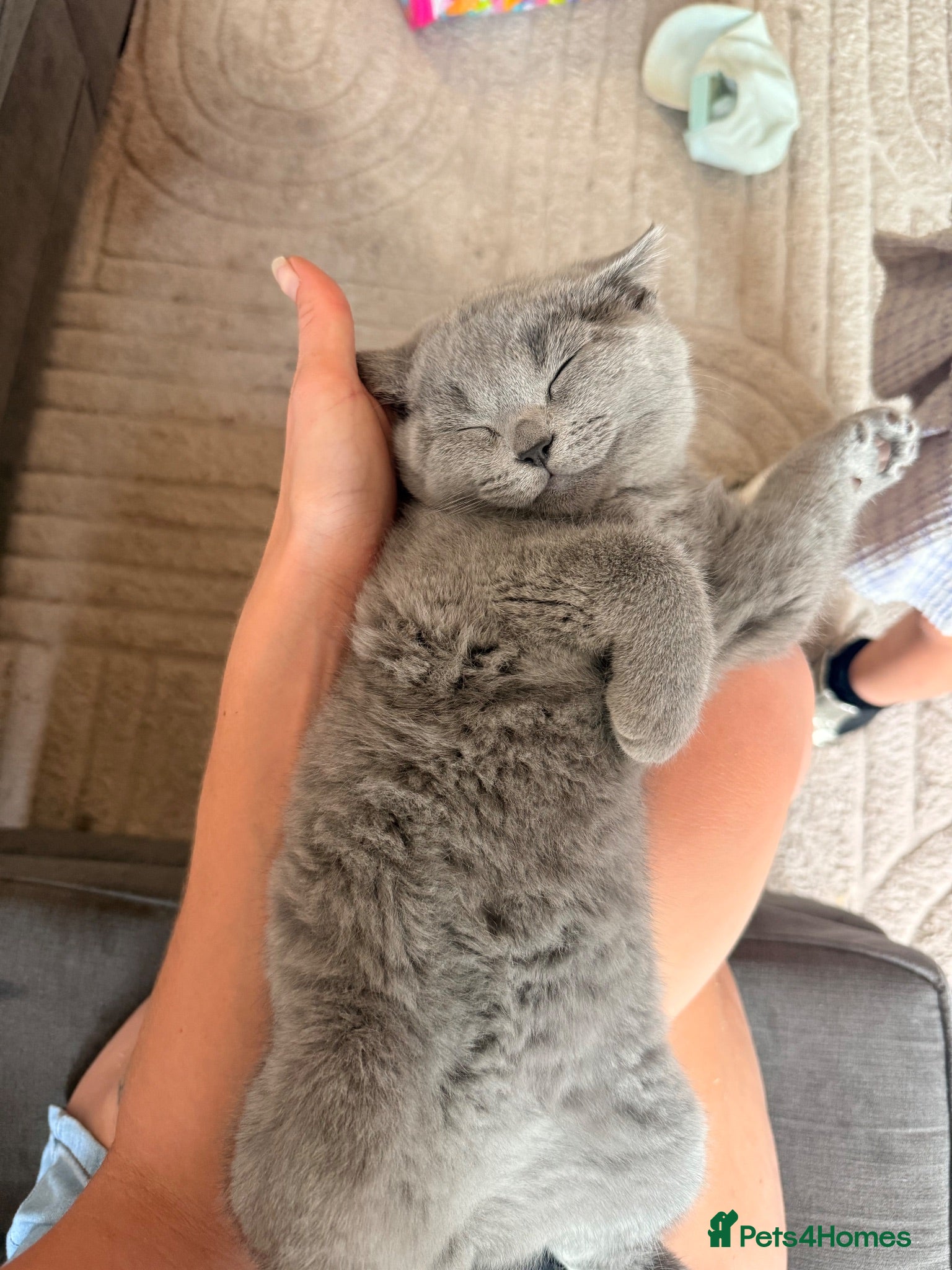 British Shorthair cats British blue pedigree kittens - Advert 9