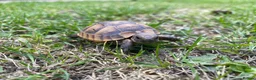 Tortoise reptiles for sale: Spur-Thigh Tortoise (Testudo Graeca) - Advert 1