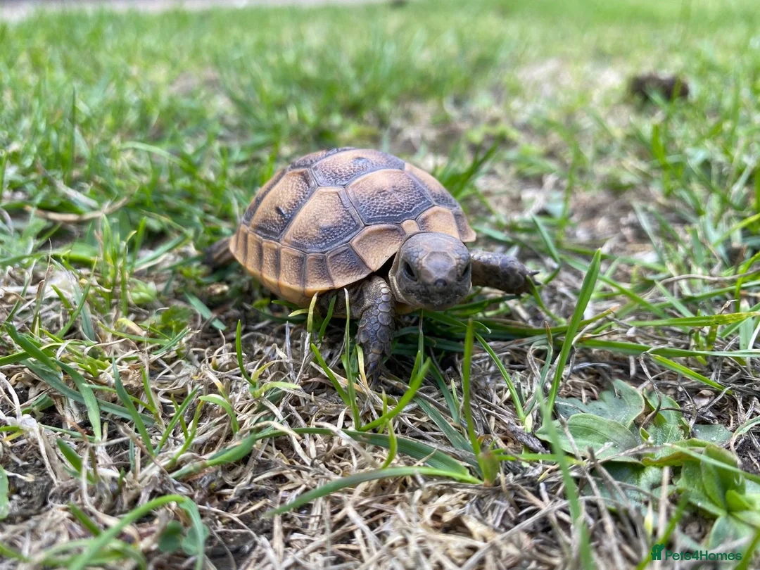 Tortoise reptiles for sale: Spur-Thigh Tortoise (Testudo Graeca) - Advert 1