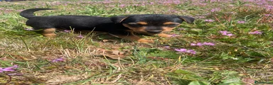 Mixed Breed Puppy 4