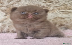 British Shorthair cats for sale: Tica registered British Shorthair kittens Champion - Image 14