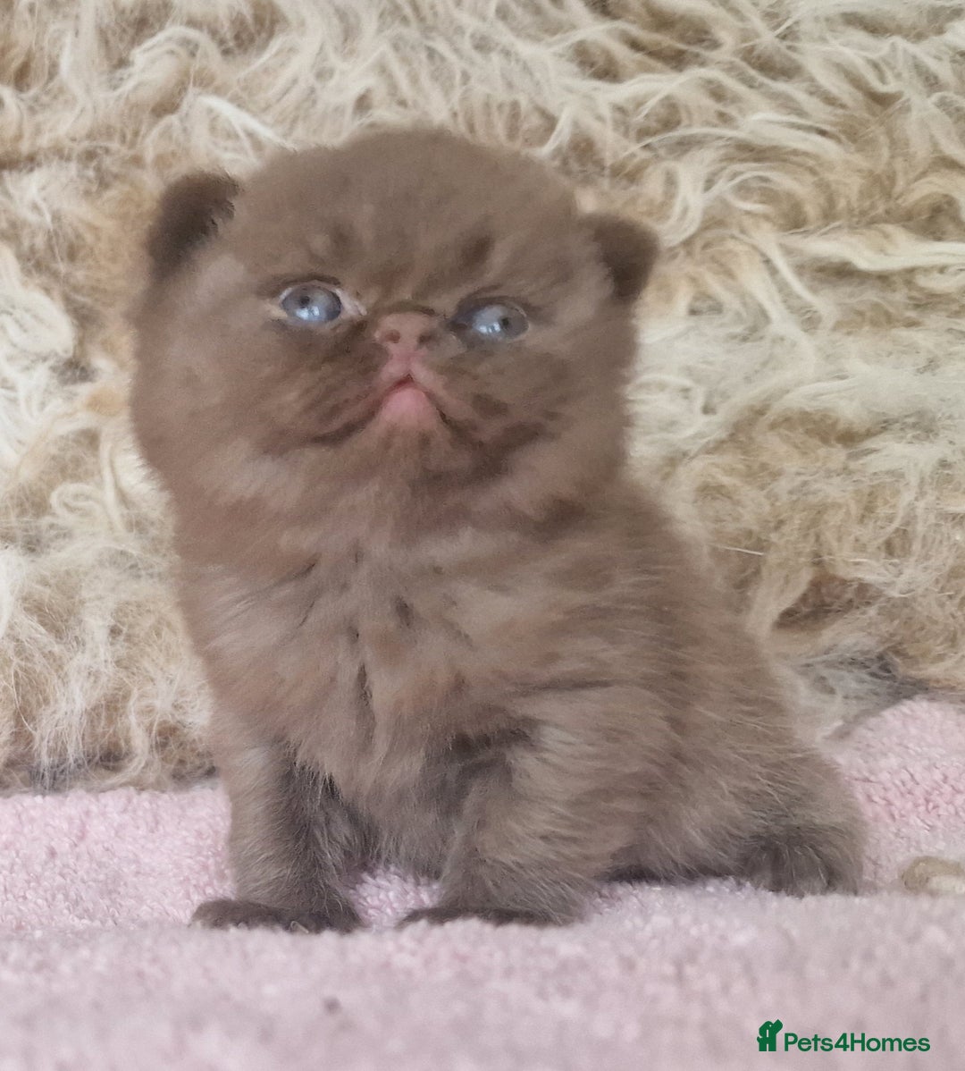 British Shorthair cats for sale: Tica registered British Shorthair kittens Champion - Image 14