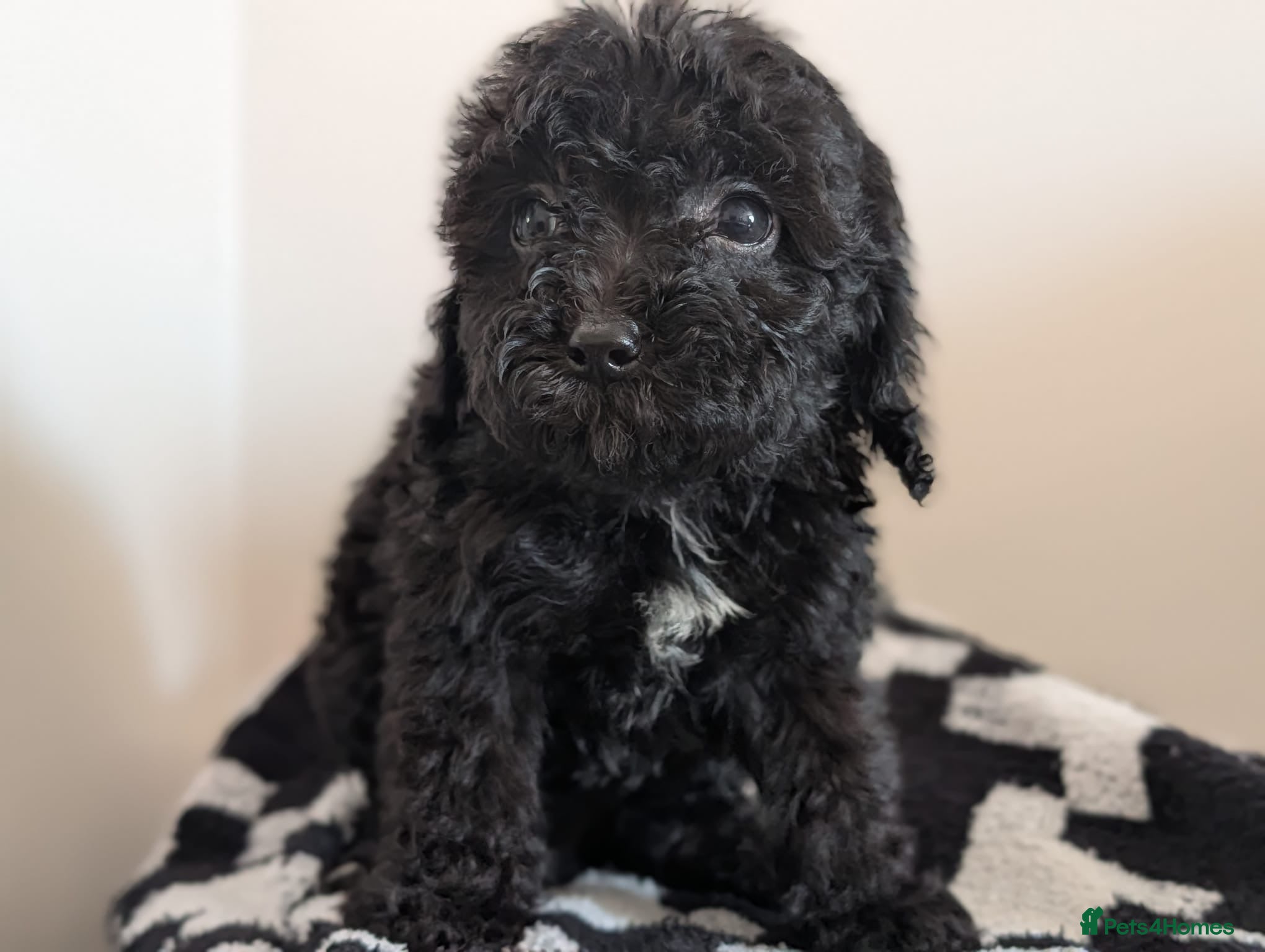 Cavapoochon dogs PRA Clear genetically DNA Tested Cavapoochons - Advert 1