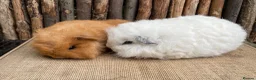 Guinea Pig rodents for sale: Baby Swiss teddies  - Advert 3