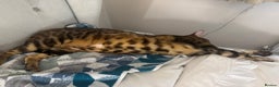Bengal cats for sale: Bengal girl  - Advert 3