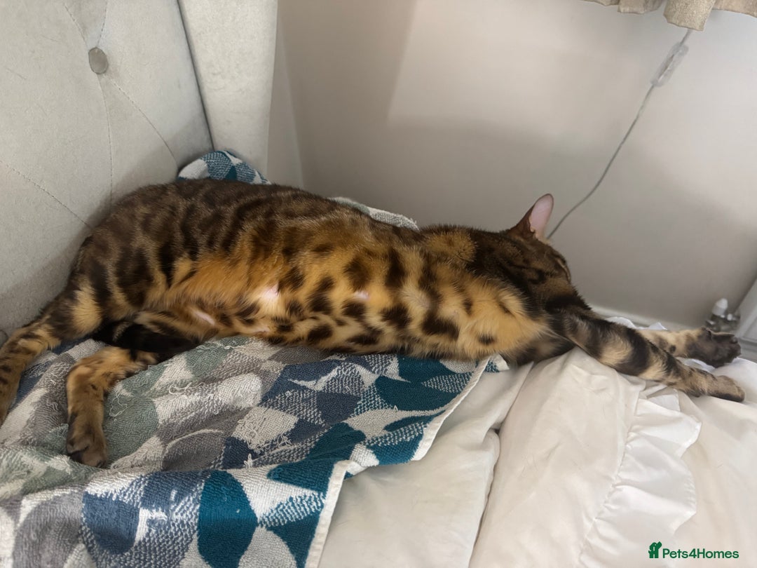 Bengal cats for sale: Bengal girl  - Image 3