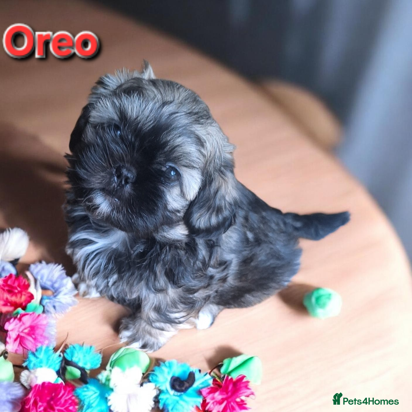 Shih Tzu dogs Beautiful Imperial Shih Tzus  - Advert 9