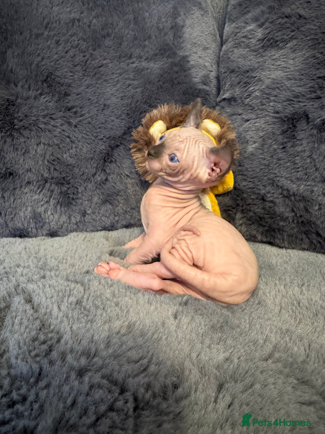 Sphynx cats for sale:  🔥Sphynx and Elf kittens 🔥 - Advert 3