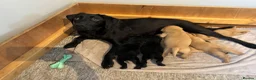Labrador Retriever dogs for sale: KC Pedigree Labradors for sale  - Advert 19