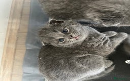 Scottish Fold cats for sale:  A little kittens scotchfold  - Image 1