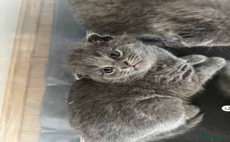 Scottish Fold cats - Advert 11