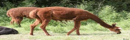 Alpaca livestock for sale: Attractive alpaca mated last year to quality sire - Advert 3