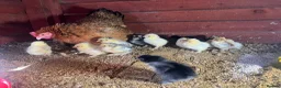 Chickens poultry for sale: Bantam mum with 15 Pekin bantam chicks for sale - Advert 3