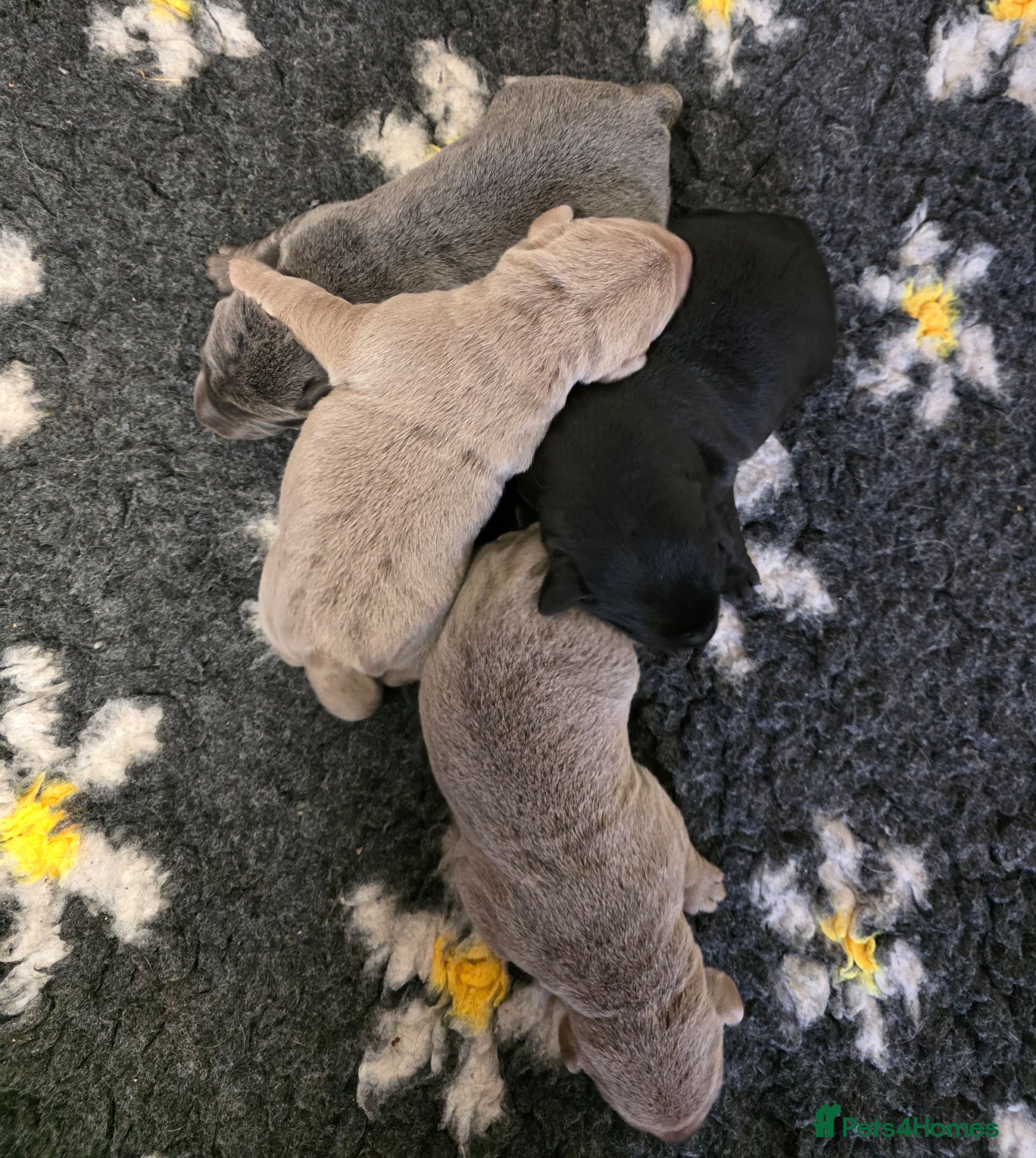 Labrador Retriever dogs Beautiful Labrador puppies  - Advert 2