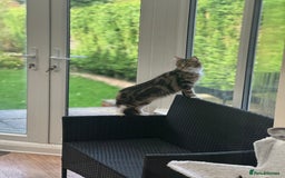 Maine Coon cats for sale: Black and white fluffy felix and coco - Image 29