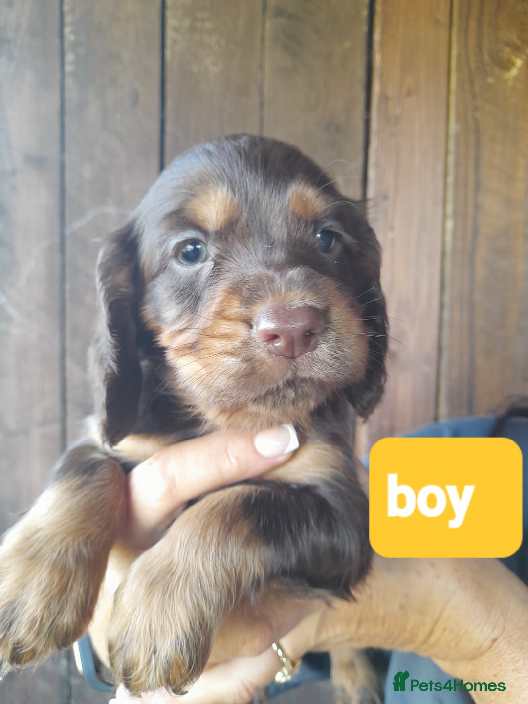 Cocker Spaniel dogs for sale: Working cocker spaniel - Image 5
