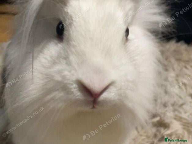 Lionhead rabbits Adorable bunny looking for a loving new family - Advert 13