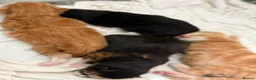 Mixed Breed cats for sale: Kittens - Advert 5