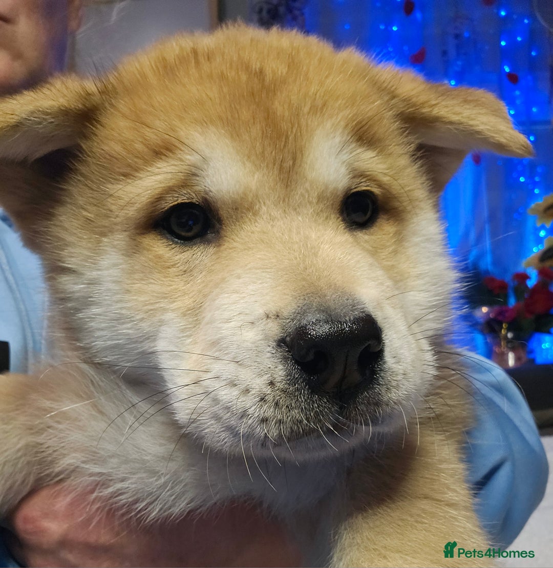 Mixed Breed dogs for sale: Chowsky puppies ready to go chow x siberian husky - Advert 16