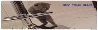 British Shorthair fold ears