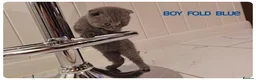 British Shorthair cats for sale: British Blue & Munchkin Kittens & Scottish Fold - Advert 24
