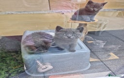 British Shorthair cats for sale: 5 British Shorthair kittens for sale - Image 13