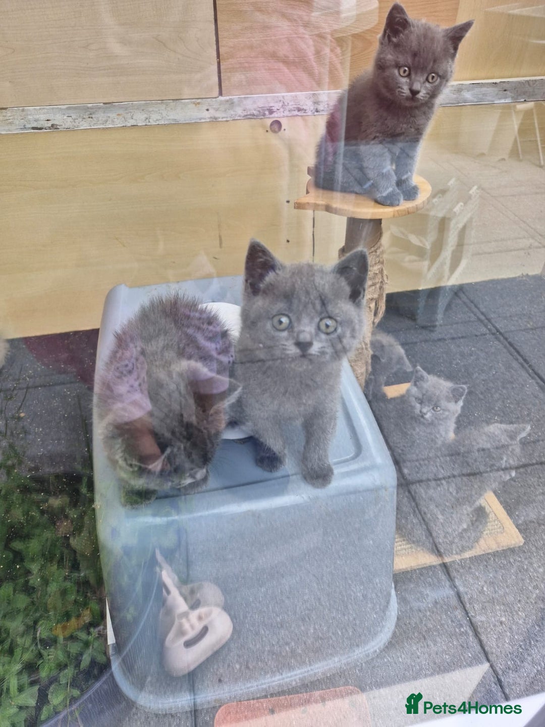 British Shorthair cats for sale: 5 British Shorthair kittens for sale - Image 13