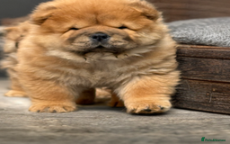 Chow Chow dogs for sale: 🧸🧸Beautiful litter of chow chow puppies🧸🧸 - Image 8
