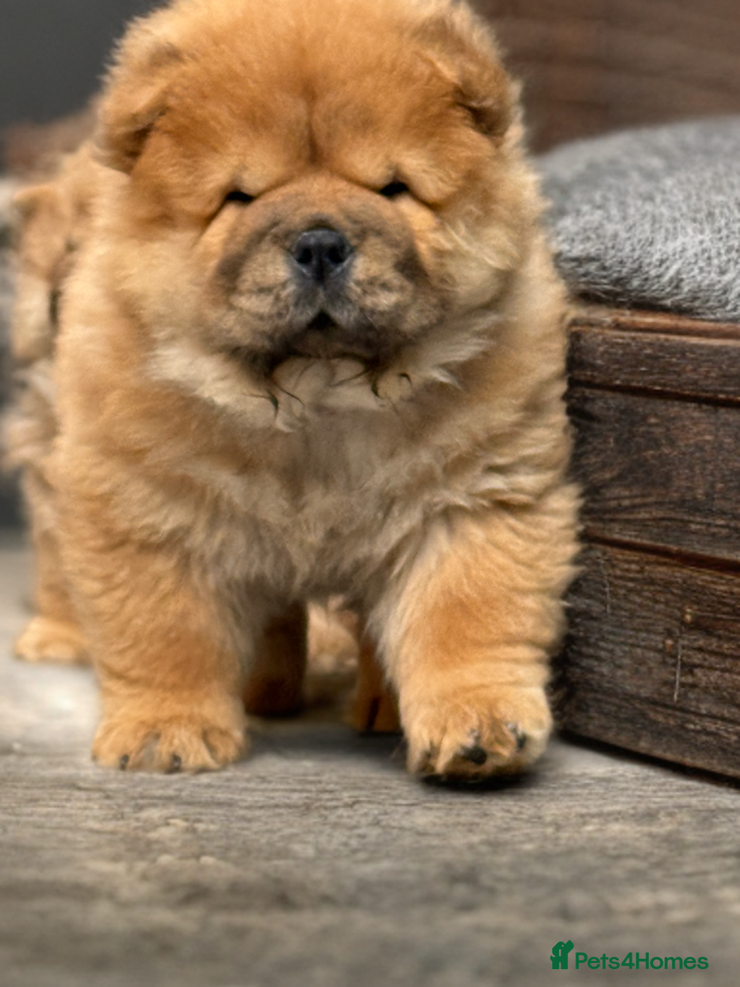 Chow Chow dogs for sale: 🧸🧸Beautiful litter of chow chow puppies🧸🧸 - Image 8